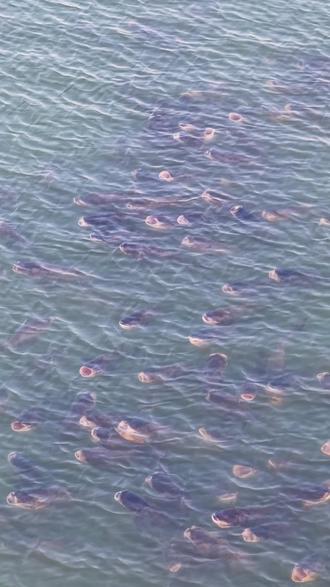 合肥董铺水库!米级大货扎堆狂游#鱼群#钓鱼佬的快乐