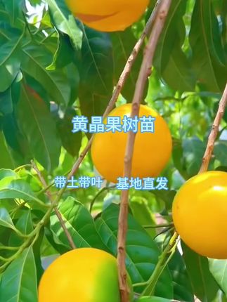 #优质农产品 #我的乡村生活 #优质农特产 #三农