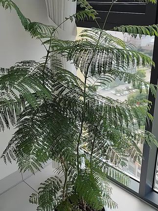 雅韵阁蓝花楹马醉木造型网红绿植办公室绿植禅意十足精致美观#蓝花楹 #绿植 #造型树 #盆景 #绿植花卉
