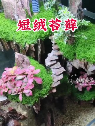 造景鲜活苔藓#苔藓