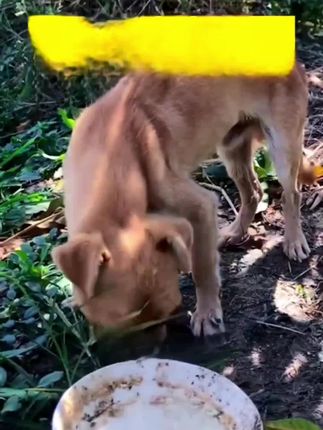 【利无影】#猫狗#驱虫#通用#天然植物#榧子饲料 原料