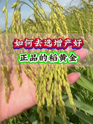 如何去选择增产好,正品的稻黄金#水稻#水稻种植#水稻高产