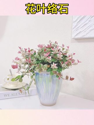 #五彩花叶络石盆栽 #阳台垂吊观叶绿植 #室外好养长藤植物 花叶络石盆栽室外阳台五彩观叶绿植养空气花卉空气长藤垂吊植物#空气净化花卉绿植 #高颜值垂吊络石盆栽