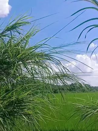 阳光下,绿油油的小麦犹如一张翡翠色的地毯铺陈在大地上,散发出生命的活力#乡村田园风光 #随拍