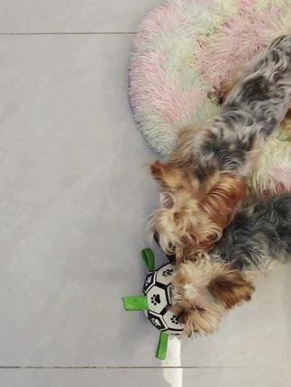 七七爸:每次我都让着你,咋就不知道让我点,可气死老子了😂#萌宠日常记录 #约克夏 #家有傻狗 #不养狗不知道养狗的乐趣
