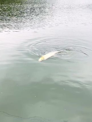 #路亚 平凡之路暴躁白条大扰流T尾软饵淡水海钓鳜鱼鲈鱼路亚假饵