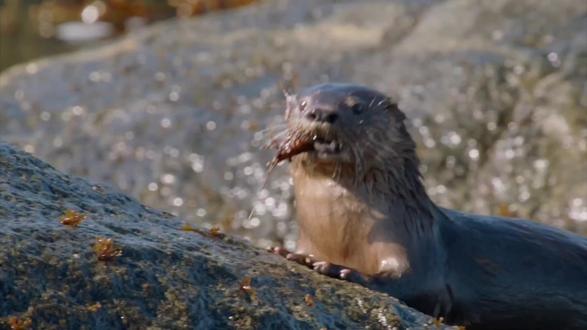 #动物世界 海獭,属于鼬科海獭属,是世界上最小的海洋哺乳动物。它们通常生活在北太平洋沿岸的海域,以贝类、螃蟹等为食,常常用石头敲开贝壳进食,具有很高的智慧和适应能力。#神奇动物在抖音 #野生动物零距离 #海獭