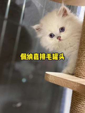 佩纳嘉的排毛主食餐盒一餐一个太方便了,猫咪都抢着吃#猫咪 #猫咪掉毛很烦恼 #新手养猫需要准备哪些用品 #猫咪的迷惑行为