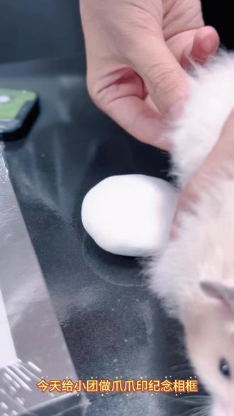 小团专属爪爪印和毛发纪念相框来了,在小团有限的时间里也要让小团好好的过每一天呀#手工 #日常分享 #金丝熊