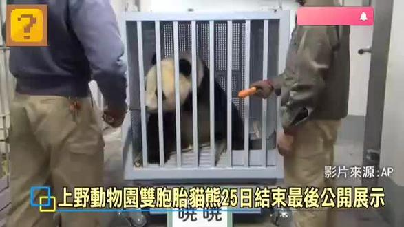 大熊猫晓晓蕾蕾返回中国四川,日本粉丝送別爆哭,凌晨抵达回国接机粉丝:宝贝回來了!#大熊猫#晓晓蕾蕾#旅日大熊猫 #实时发布 #实时播报