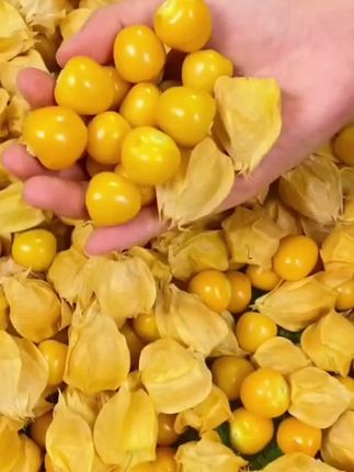 东北姑娘果,吃过了吗?圆润饱满纯甜多汁#新鲜农产品 #超便宜超划算