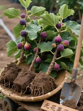 #新农人计划 #果树苗 #家庭种植 #无花果树苗