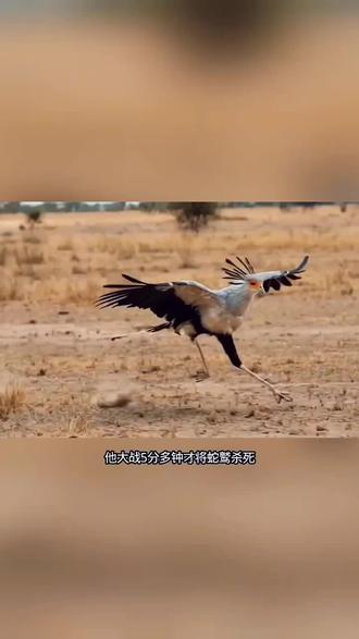 #抖音创作者大会 #动物世界 #动物世界精彩瞬间 #动物世界的战斗