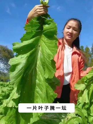 好吃又好种植的广东客家甜芥菜,老广的味道#客家甜芥菜 #芥菜 #在家种菜 #蔬菜种子 #优质蔬菜种子 1