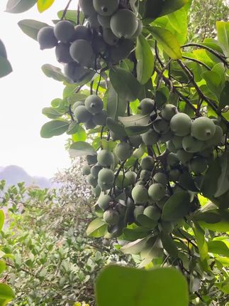 #三农#大自然的馈赠#原生态原滋味#儿时味道 #野果