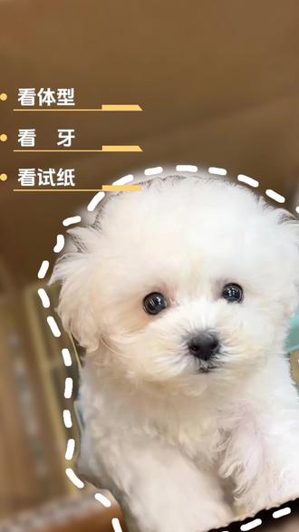 超详细超小体比熊喂养攻略|韩版小体比熊宝宝养成记
超详细超小体比熊喂养攻略来啦!
新手铲屎官直接抄作业~
韩版小体比熊宝宝
毛量足、圆眼睛、软萌粘人
奶呼呼的小毛球,抱在怀里心都化了💕
饮食|护理|日常注意事项
全都给你们整理得明明白白
想养比熊的姐妹可以先码住!
这么可爱的小奶狗
当然要找一个超级疼它的新家啦~
#萌宠 #比熊 #新手养狗 #萌宠出道计划 #萌宠日常记录