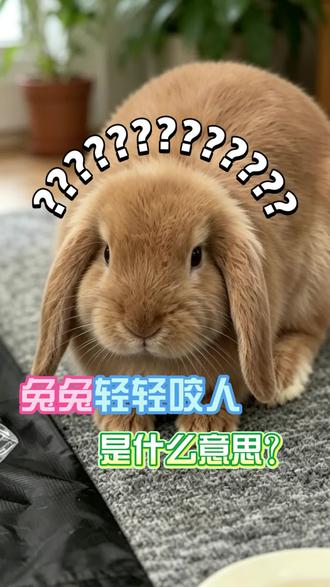 兔子轻轻咬人是什么意思? #兔子咬人 #兔子 #垂耳兔 #萌兔来袭 #萌宠出道计划