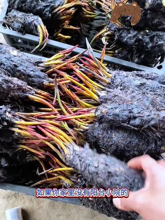 #睡莲 开花非常好看,一年四季常绿,很好养,浇浇水就可以了#花卉植物