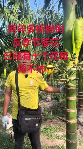 两年多槟榔树反季节催花
已经有十个花苞了
帅不帅