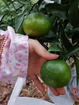 柑橘橙子耙耙柑套袋,各种规格都有#柑橘套袋#耙耙柑套袋#果树管理#套袋