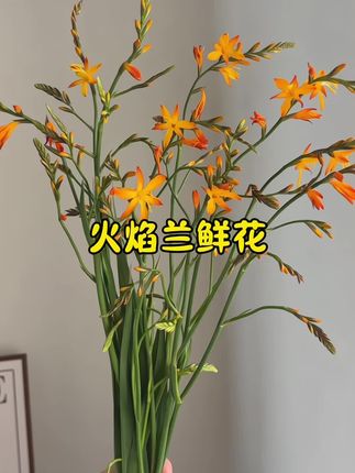 夏日的风里藏着一抹热烈的红,火焰兰鲜切花往瓶里一插,整个屋子都亮堂起来了。 ,不用费心打理,清水养着就能开得张扬又鲜活,像把夏天的阳光都揉进了花瓣里。 ,抬头看见这抹红,连燥热的心情都跟着轻快起来,原来家里的小角落,也能藏着这样的小惊喜~,#花卉绿植 #养花 #鲜花#火焰兰鲜花 #火焰兰