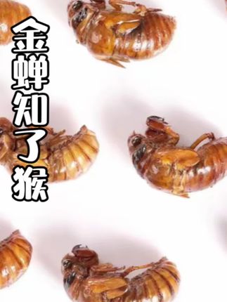 #金蝉 #爬叉 #知了猴 #产地直发 #快来一起尝个鲜