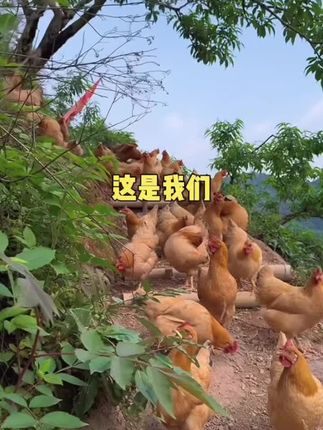 恩施高山 农家散养母鸡 #快来一起尝个鲜 #舌尖上的味道 #正宗土鸡