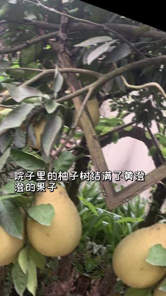 今年的橙皮糖出来了