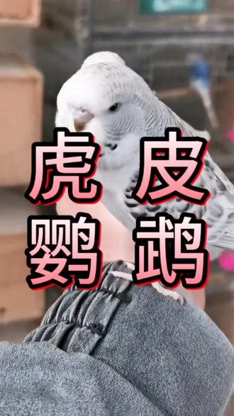 虎皮鹦鹉的特点#虎皮鹦鹉 #鹦鹉 #手养鹦鹉 #养鸟经验分享 #鹦鹉日常