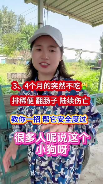 3、4个月的小狗不好养,不吃,拉稀,呕吐,翻肠,突然陆续伤亡,教你一招帮大忙#狗 #养狗的乐趣 #小狗 #养狗经验分享 #新手养狗