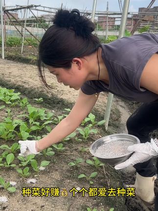 #新鲜蔬菜 #三农小知识 一大早来给春菜下肥料啦!