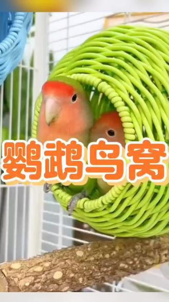 仿藤编鸟窝鹦鹉窝藤条耐咬夏季四季通用牡丹玄凤虎皮鸟窝#宠物 #鸟窝 #养鸟 #鹦鹉 #好物推荐