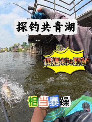 探钓共青湖偶遇40+鲈鱼#路亚 #路亚野钓 #路亚鲈鱼 #桑巴全检线#桑巴百触虫