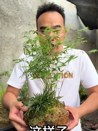 【懒人水培绿植】吸水石禅意米竹子盆栽上水石盆景假山茶室桌面盆景