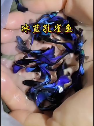 鱼缸里的“流动冰川”!冰蓝孔雀鱼美到窒息  谁懂啊!这缸冰蓝孔雀鱼把“清冷感”焊在了水里✨ 通体是透亮的冰蓝色,鳞片在灯光下泛着细碎银光,游动时尾鳍像展开的冰花,群游起来就是一汪流动的“小蓝海”。  关键还巨好养!不挑水质不挑食,新手不用费心打氧加温,随手就能养出透亮状态。看着它们在水草间穿梭,一天的疲惫都被这抹蓝抚平了,连治愈都带着高级感。#冰蓝孔雀鱼#观赏鱼#养鱼#鱼缸里的大自然 #养鱼日记