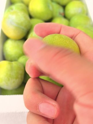 青脆脱骨李,再不吃又要等一年#纯天然绿色食品 #口感特别好 #分享家乡美食 #舌尖上的味道 #分享家乡特产