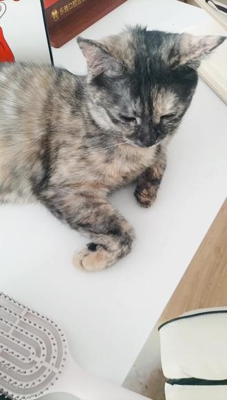 #挠痒痒挑战 咪宝没有痒痒肉呢?#为什么 #大家知道吗