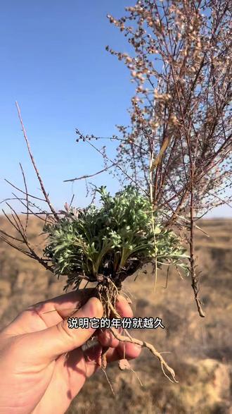 正月茵陈,二月蒿,三月里来当柴烧。我们运城叫白蒿,蒸着吃很爽口,你们那叫什么名字。#来过来尝尝这个 #野菜 #白蒿