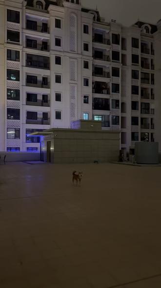 小狗不知道什么是过年,只知道外面的世界突然变得好凶
#过年 #春节 #狗怕烟花 #柴犬 #萌宠出道计划