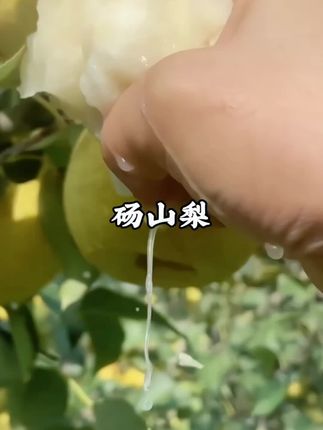 #快来一起尝个鲜 #新鲜水果 #新鲜应季水果 #梨 #水果  砀山酥梨皮薄肉厚脆甜多汁营养丰富老少皆宜大人小孩喜欢吃