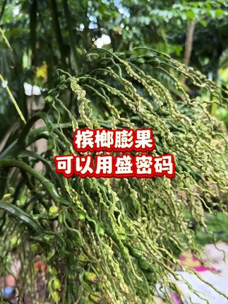 槟榔膨果,可以用盛密码。结合生根膨果肥,效果更佳。#三农 #槟榔种植 #盛密码 #盛密码有机无机营养肥