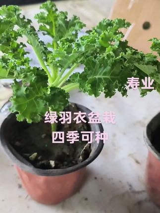 观赏食用绿羽衣甘蓝小盆栽,四季可种#绿植盆栽 #花卉绿植 #小盆景 #家庭种植 #花卉基地