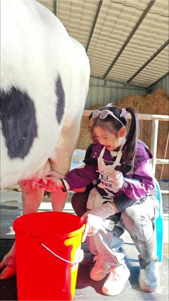 当一天奶牛农场主!娃说挤奶超解压🐄周末遛娃天花板在中山!
今天我们换玩法了——直接冲进中山奶牛牧场,当一日“农场主”!🐮
✨ 一到就先DIY专属姓名牌!每个宝贝都是今日份小主人~
✨ 接着直奔牛棚喂哞哞!还能亲手帮奶牛挤牛奶~别怕,农场主会在旁边护着你!奶牛被挤奶其实超享受,就像按摩💆♂️ 我家娃一边挤一边喊:“太解压啦!”笑翻全场!
🥛 新鲜牛奶到手,立马变身手作达人!
下一站:自制牛奶香皂🧼!选喜欢的颜色和模具,老师一步步教,做出香香甜甜的皂皂带回家~洗手洗澡都是自然牧场味!
🍗 忙到中午肚子咕咕叫?牧场窑鸡大餐已就位!
走地鸡鲜嫩飙汁➕现挤牛奶➕烤红薯玉米🌽……农家风味直接给我香迷糊了!
下午继续亲子厨房时间——
🍳DIY鸡蛋仔上场!用的是无添加牛奶鸡蛋,老师带着做,四台机器一起开工~甜滋滋软乎乎,自己做的就是好吃到舔手!
🎉 活动结束后自由探索时间!
喂小羊🐑、开越野车拍照、无动力乐园撒欢……项目多到玩不完,娃从头笑到尾,根本拉不走!
赶紧码住这份攻略,周末就跟山野爸爸出发!
#中山亲子活动 #珠海亲子游 #奶牛农场 #挤牛奶 #亲子户外