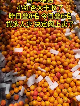 宝子们,这可不是桃子,是胖乎乎的新疆大红杏,也叫胭脂红杏~贵妃红杏!外皮发红,果肉红黄喜人,肉质细腻,酸甜可口,鲜嫩多汁!硬吃酸甜!软吃爆汁!#胭脂红杏 #优质农产品 #新鲜采摘