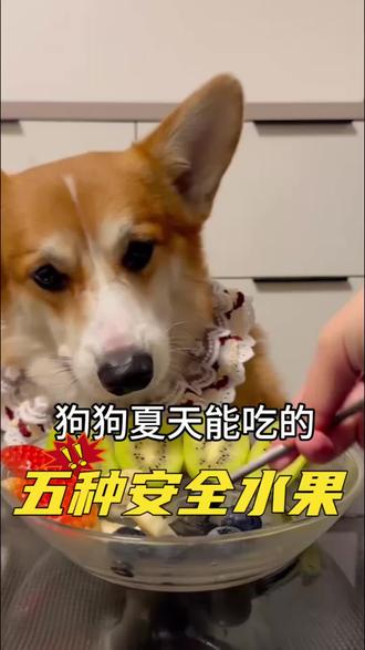 狗狗夏天能吃的五种安全水果和危险水果!#狗狗#新手养狗#养狗经验分享#科学养宠攻略