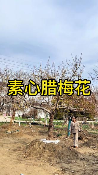 一棵老气十足的素心腊梅,不与桃李争春色,凌寒独自花盛开。#别墅庭院植物 #素心腊梅#抖音让我火一把吧