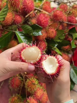 海南新鲜红毛丹超级好吃,浑身毛茸茸,模样俏皮又可爱。剥开薄皮,嫩白果肉立刻现身。咬上一口,汁水丰富,口感似荔枝而不是荔枝,有着荔枝和葡萄双重的口感,鲜甜爽口,回味无穷#红毛丹#汁水饱满#海南保亭红毛丹 #抖音助农 #优质农产品