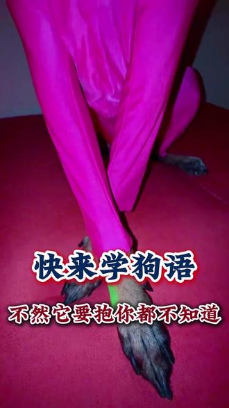 快来学狗语,不然它要抱你都不知道#狗狗 #养狗小知识 #养狗人 #创作者中心 #创作灵感