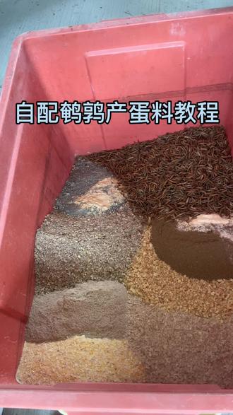 自配鹌鹑产蛋料#鹌鹑 #鹌鹑蛋