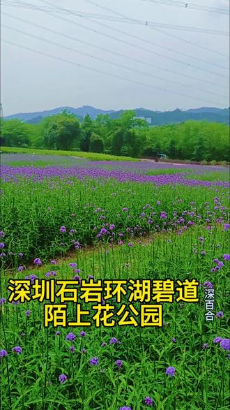 深圳石岩环湖碧道陌上花公园鲜花盛开 深圳石岩环湖碧道陌上花公园鲜花盛开,不要门票,地铁6号线坐到官田站D出口,沿左手边路向前走,遇红绿灯右转至宝石东路,(不过红绿灯)去宝燃油站坐M257路公交车,坐11个站,到陌上花公园站下车,下车后往回走二百多米左转,很快入园,入园继续大体往前(北)走(不要右转),路过一个长长的大停车场,继续往前走就到了花海,紫浪连绵的马鞭草花海随风起伏,淡紫幽香漫溢,织就一片温柔的紫色梦境。还有红得热烈的龙船花,温婉的五色梅、清雅的蓝雪花、使君子花在花棚上随风飘荡,整个场面美得梦幻,是五一赏花休闲的好去处,附近一公里多的青草排公园有格桑花海,可以一起欣赏,从停车场旁边的环石沿湖绿道过去(有标志),再右转自力大道过去(可共享单车,有上坡),然后从青草排公园公交站坐M257/M310路公交车到官田地铁站坐6号线,视频为2026年实景拍摄#旅游 #深圳赏花打卡地推荐 #石岩环湖碧道陌上花公园 #马鞭草花海 #一花一世界一叶一菩提